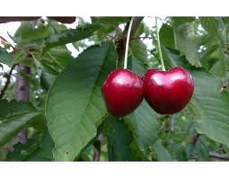 Şarköy Kirazlı Köyü Resimleri 3