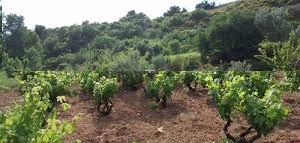 Şarköy Kirazlı Köyü Resimleri 6