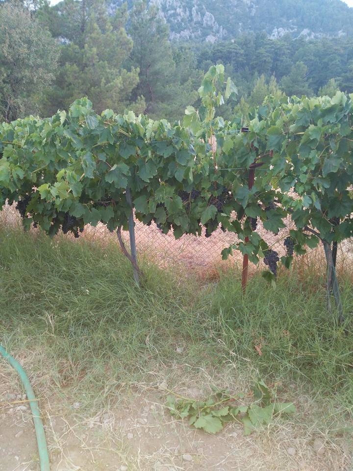 Antalya Akseki Erenyaka Köyü Resimleri 10