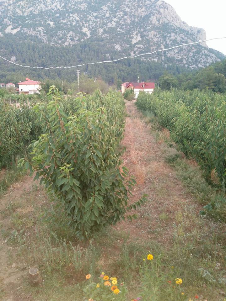 Antalya Akseki Erenyaka Köyü Resimleri 6