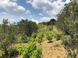 Şarköy Yayaköy Köyü Resimleri 3