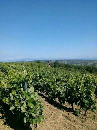 Şarköy Yayaköy Köyü Resimleri 5