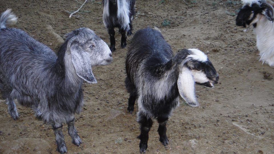 Antalya Akseki Geriş Köyü Resimleri 12