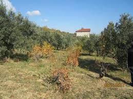 Şarköy Yukarıkalamış Köyü Resimleri 1