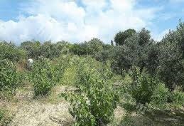 Şarköy Yukarıkalamış Köyü Resimleri 4