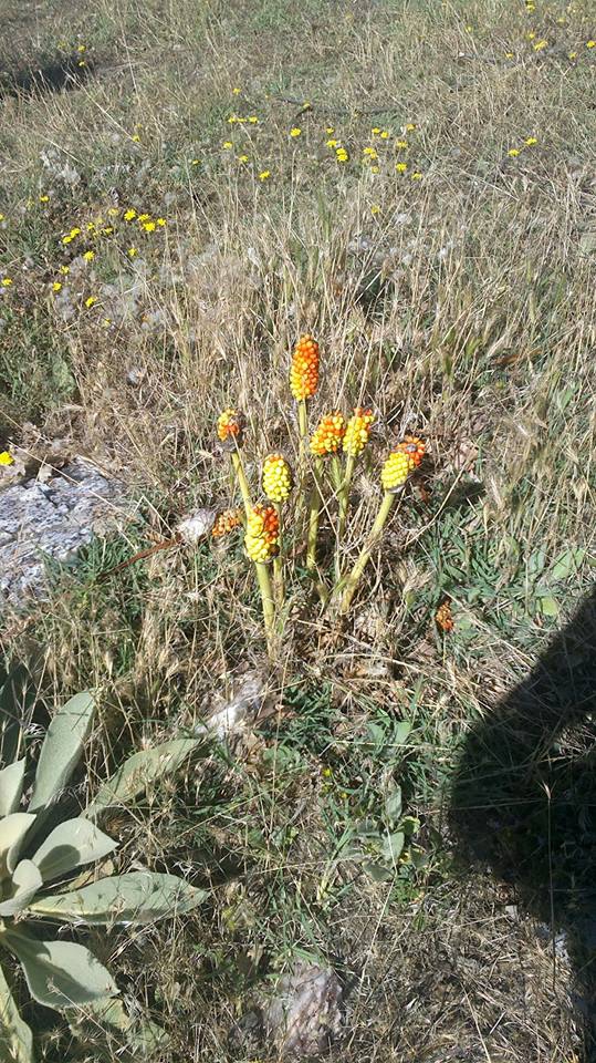 Selendi Karakozan Köyü Resimleri 6