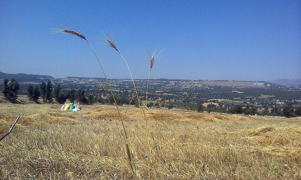 Selendi Kazıklı Köyü Resimleri 4