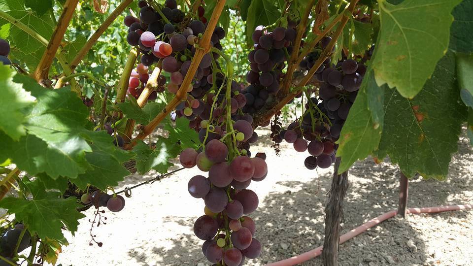 Antalya Akseki Günyaka Köyü Resimleri 4