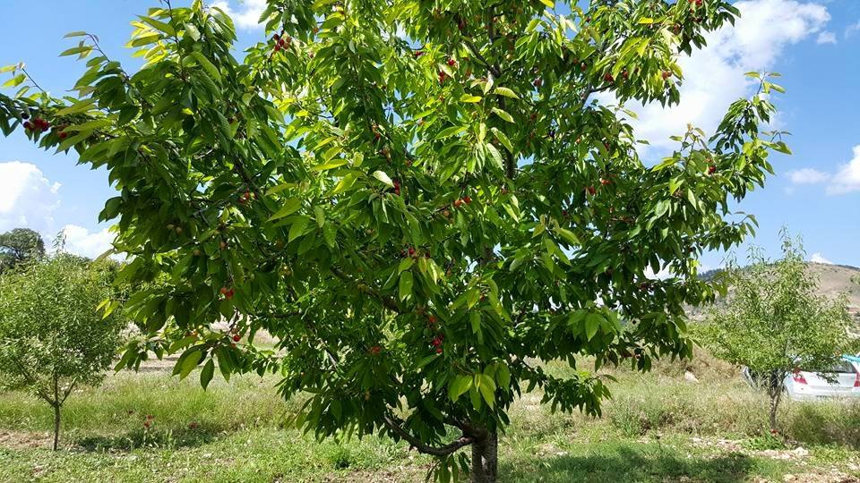 Selendi Pınarlar Köyü Resimleri 3