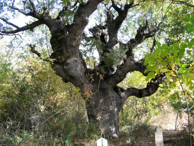Selendi Satılmış Köyü Resimleri 1
