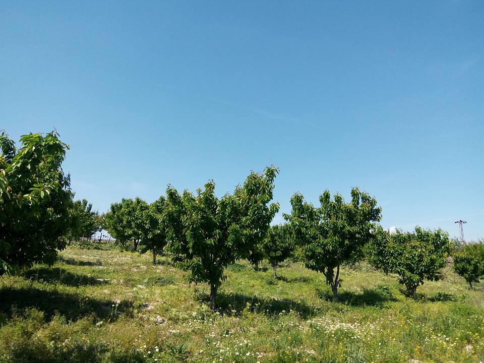 Selendi Selmanhacılar Köyü Resimleri 19