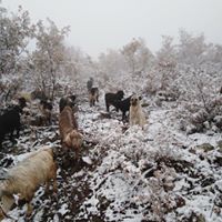 Selendi Tavak Köyü Resimleri 15