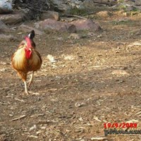 Selendi Tavak Köyü Resimleri 19