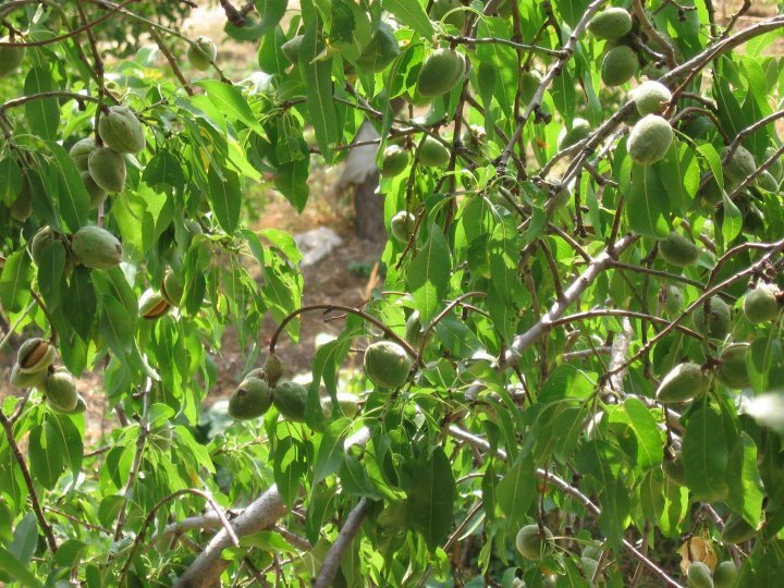 Antalya Akseki Kepez Köyü Resimleri 10