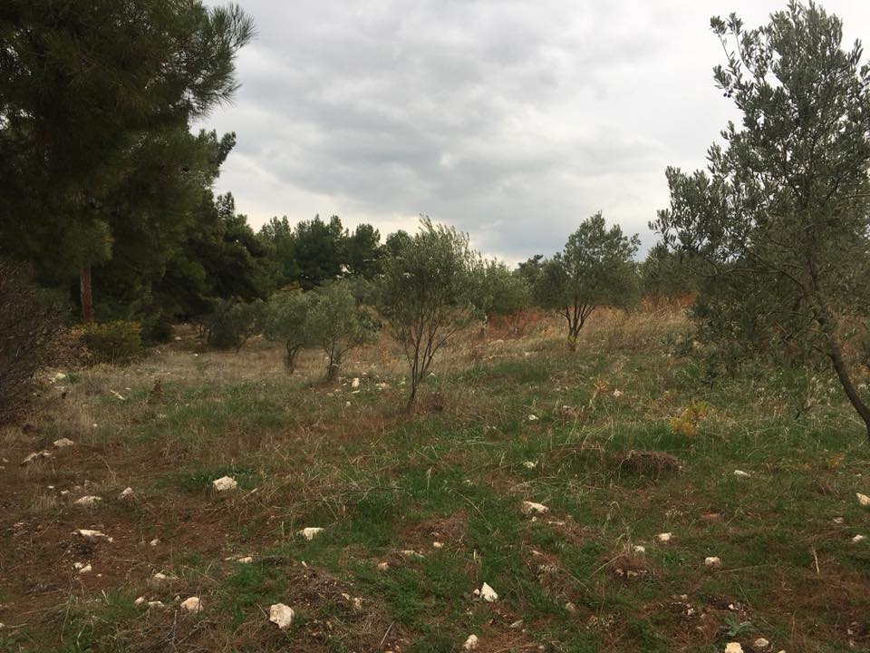 Soma Beyce Köyü Resimleri 4