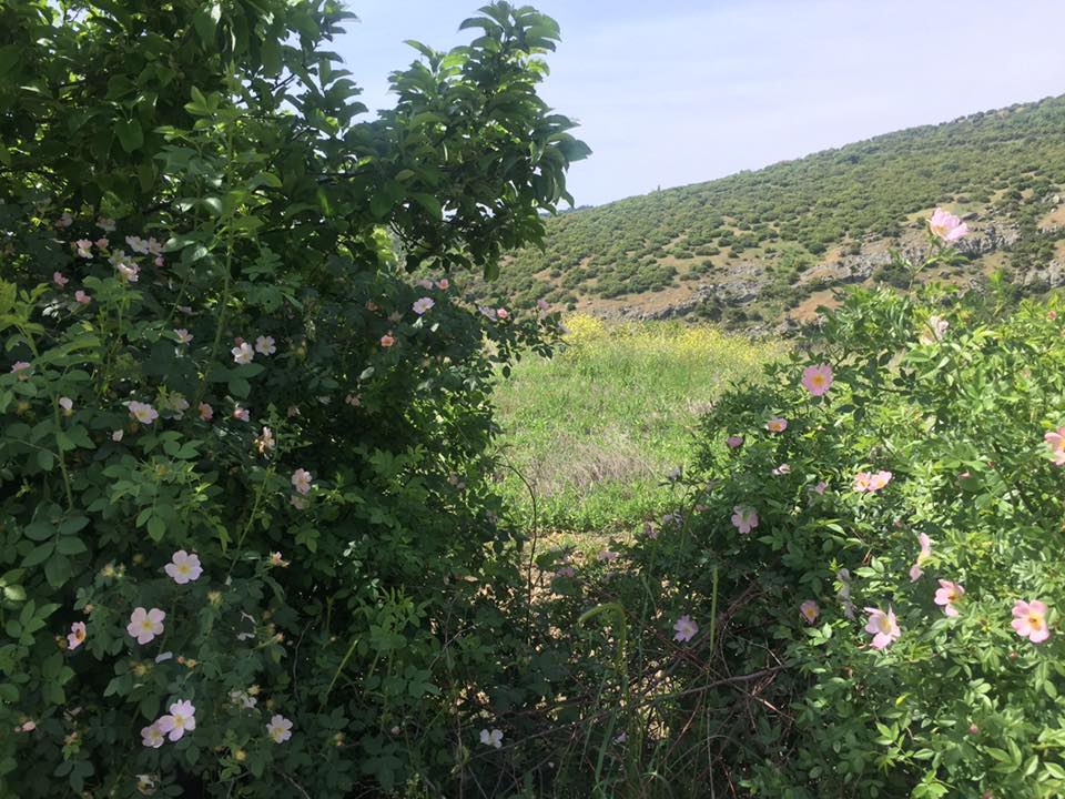 Soma Boncuklu Köyü Resimleri 2