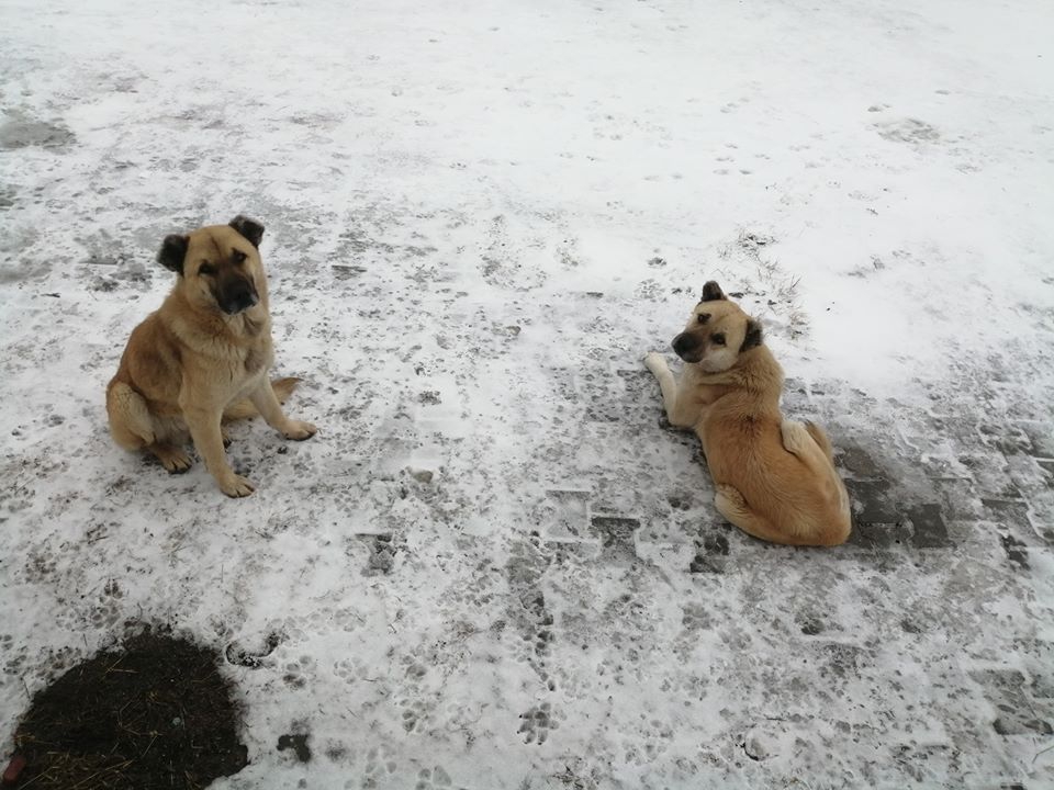 Soma Bozarmut Köyü Resimleri 11