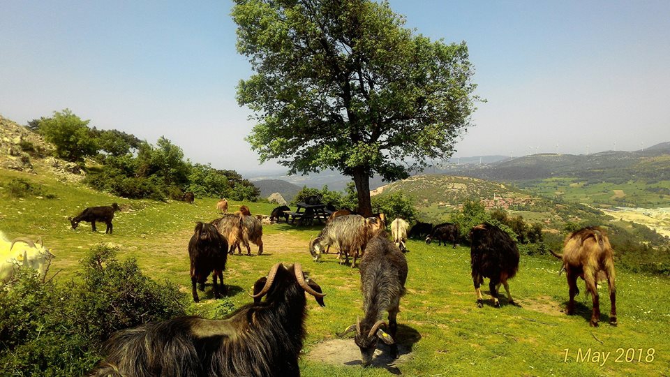 Soma Bozarmut Köyü Resimleri 3