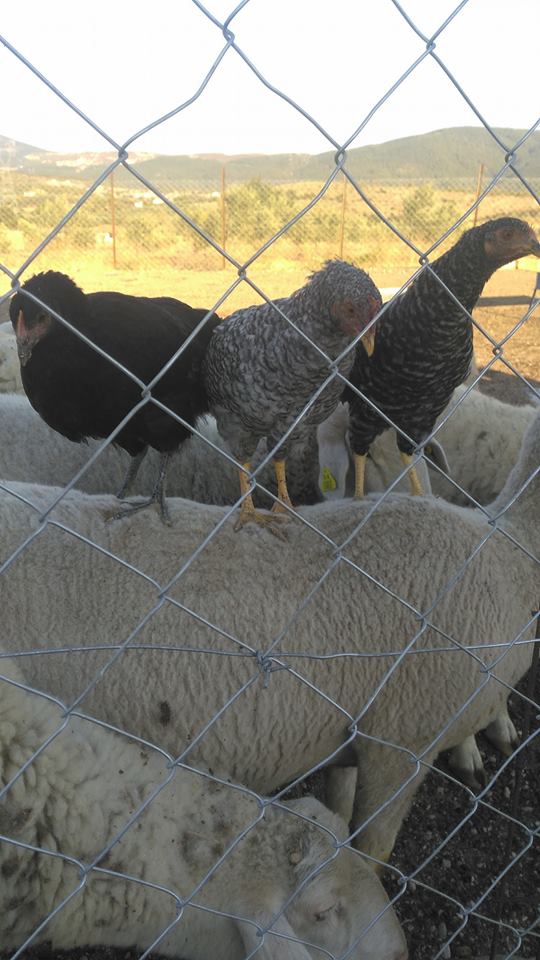 Soma Büyükgüney Köyü Resimleri 3