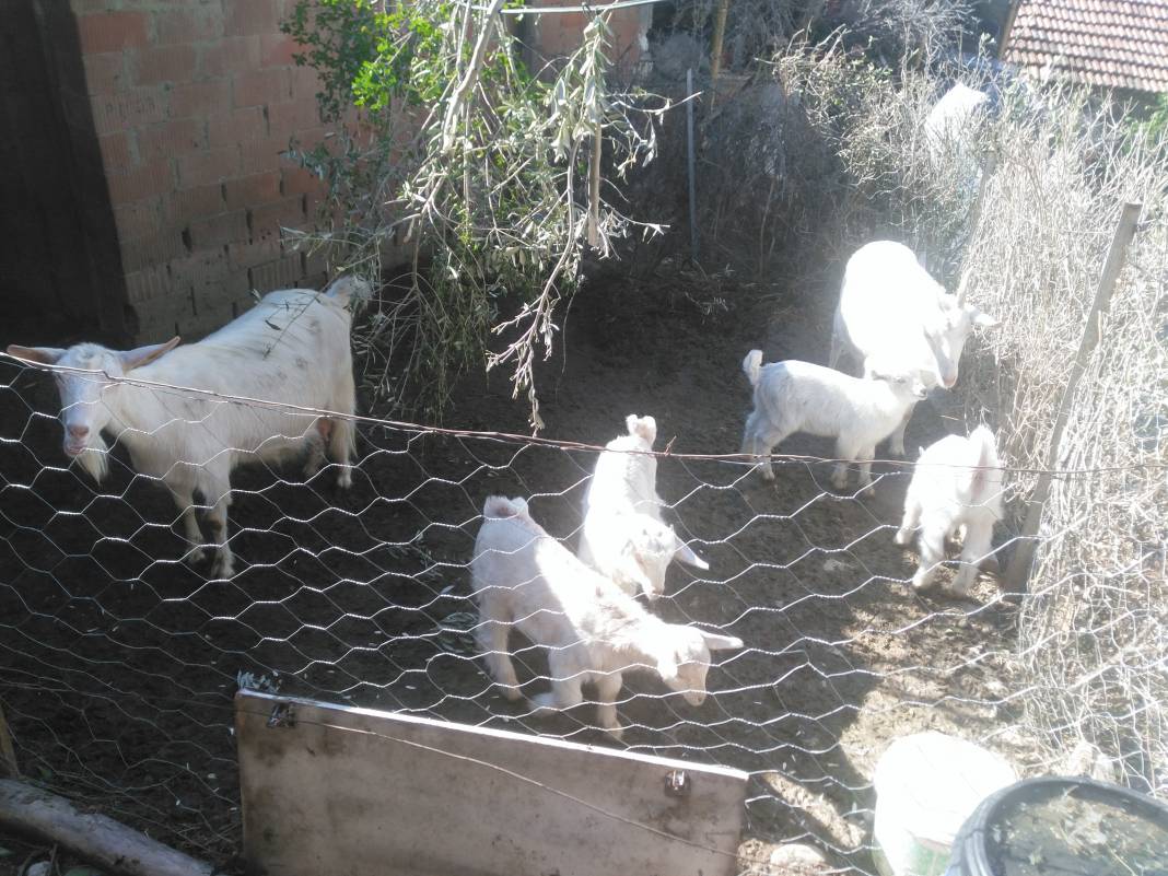 Soma Büyükışıklar Köyü Resimleri 5