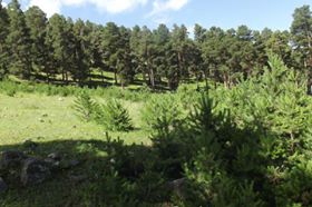 Şenkaya Doğanköy Köyü Resimleri 5