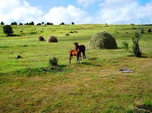 Şenkaya Dokuzelma Köyü Resimleri 1