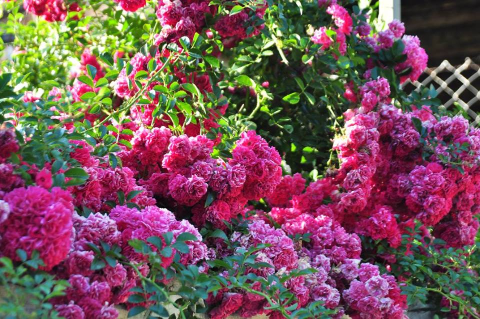 Antalya Akseki Menteşbey Köyü Resimleri 15