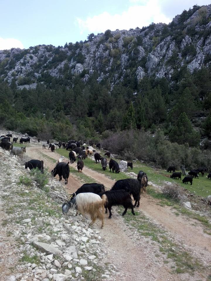 Antalya Akseki Sadıklar Köyü Resimleri 2
