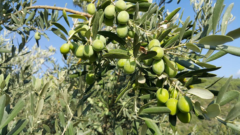 Antalya Alanya Akçatı Köyü Resimleri 10
