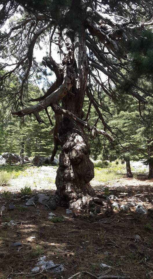 Antalya Alanya Akçatı Köyü Resimleri 17
