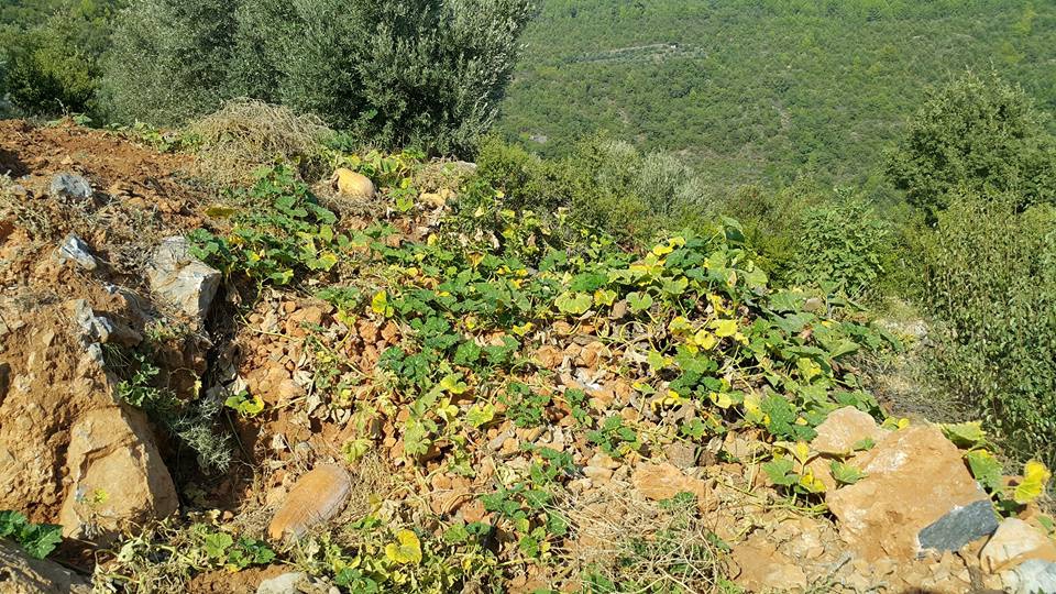 Antalya Alanya Akçatı Köyü Resimleri 22