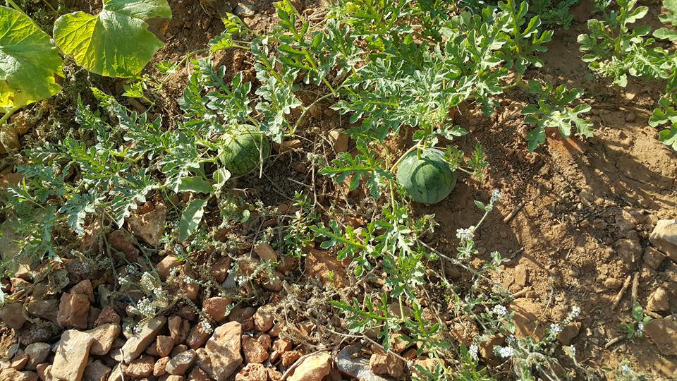 Antalya Alanya Akçatı Köyü Resimleri 23