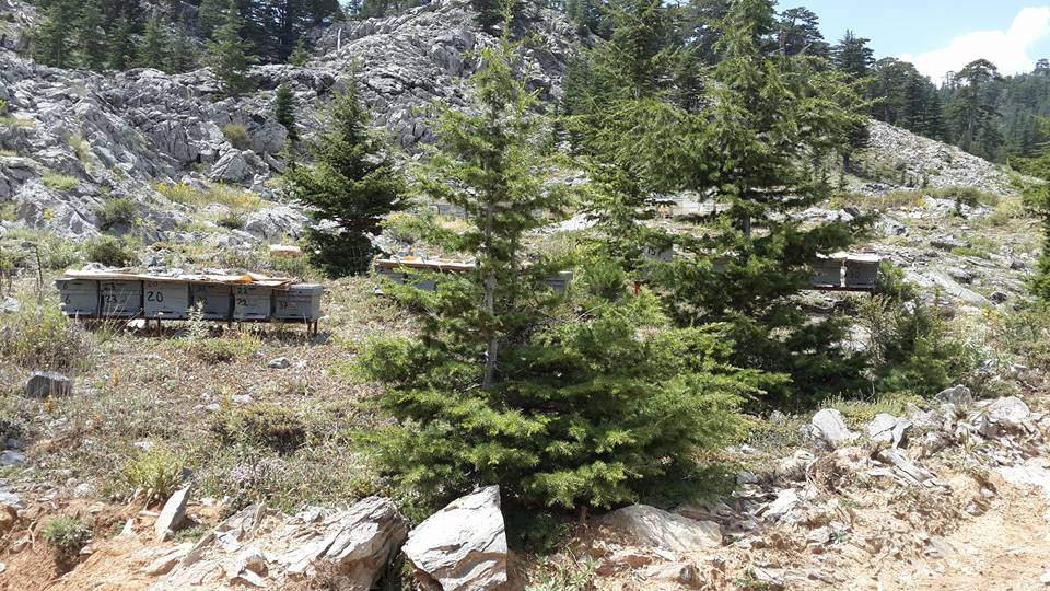 Antalya Alanya Akçatı Köyü Resimleri 27