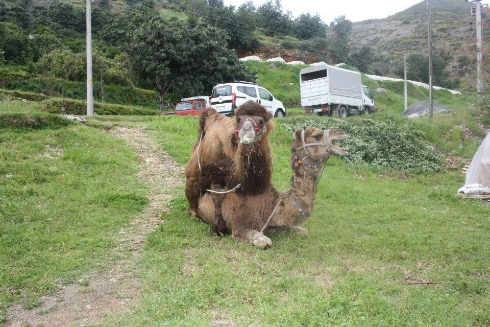 Antalya Alanya Akçatı Köyü Resimleri 30