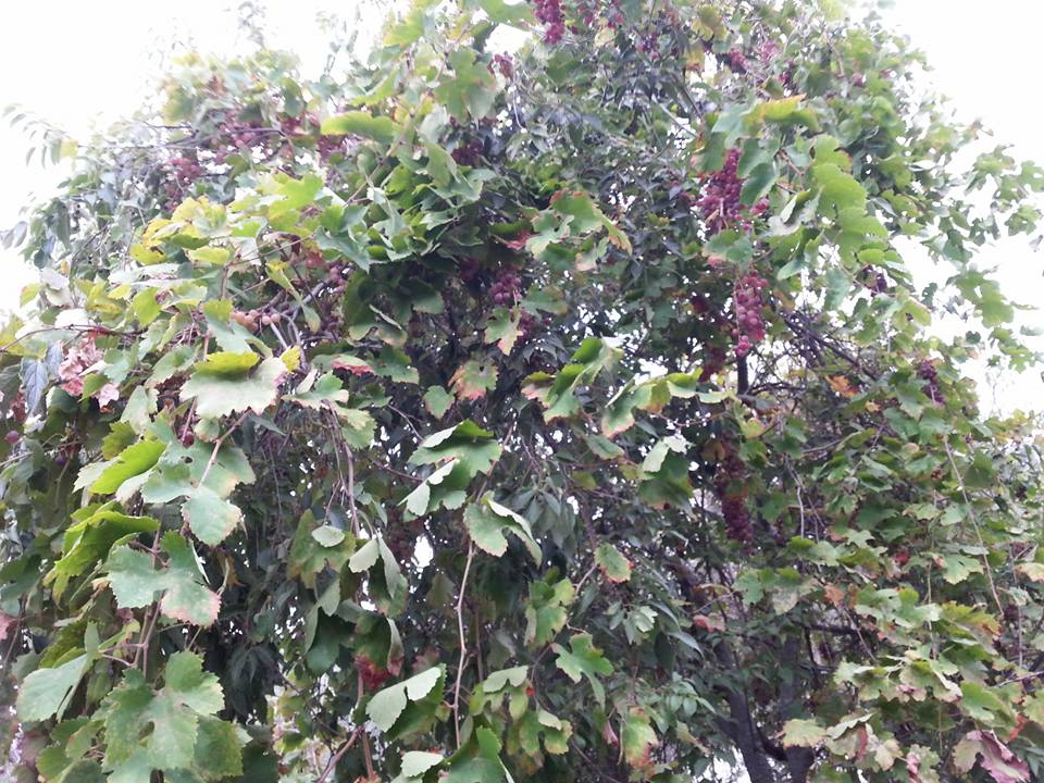 Antalya Alanya Büyükpınar Köyü Resimleri 9