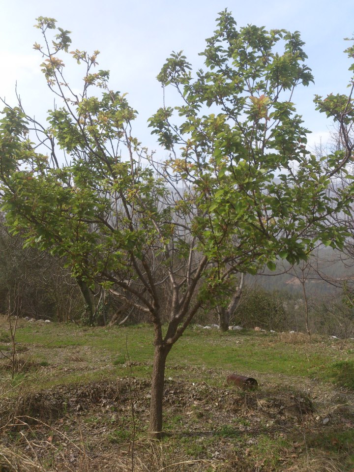 Antalya Alanya Gümüşkavak Köyü Resimleri 17
