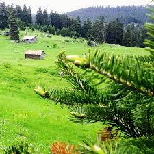 Gerede İnköy Köyü Resimleri 5