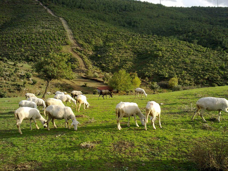 Soma Heciz Köyü Resimleri 16