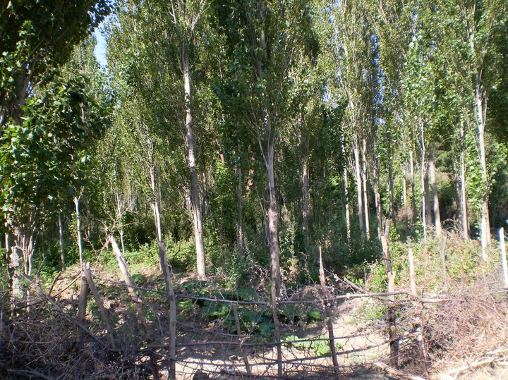 Soma Heciz Köyü Resimleri 8