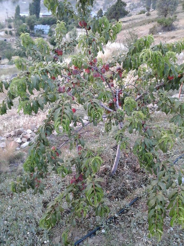 Antalya Alanya İmamlı Köyü Resimleri 20