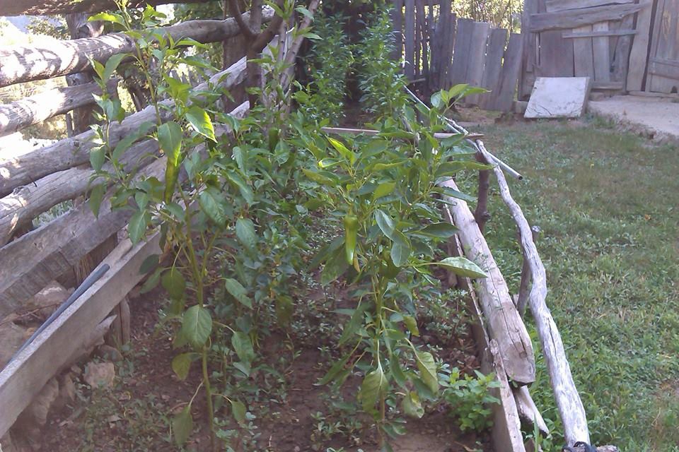 Antalya Alanya İmamlı Köyü Resimleri 6