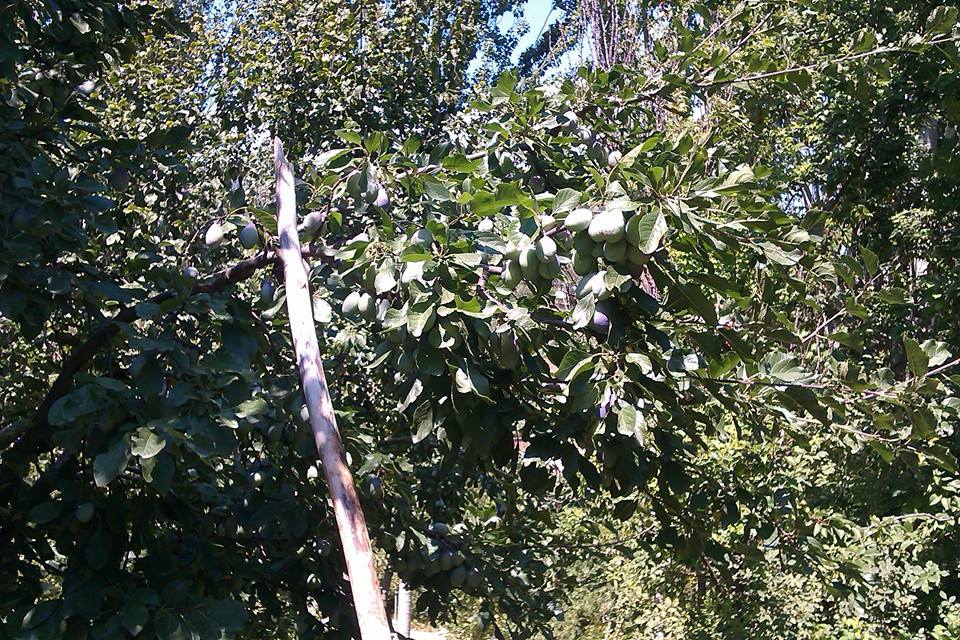 Antalya Alanya İmamlı Köyü Resimleri 7