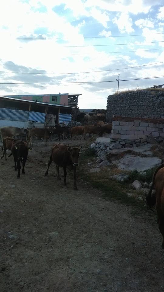 Tortum Çakıllı Köyü Resimleri 6
