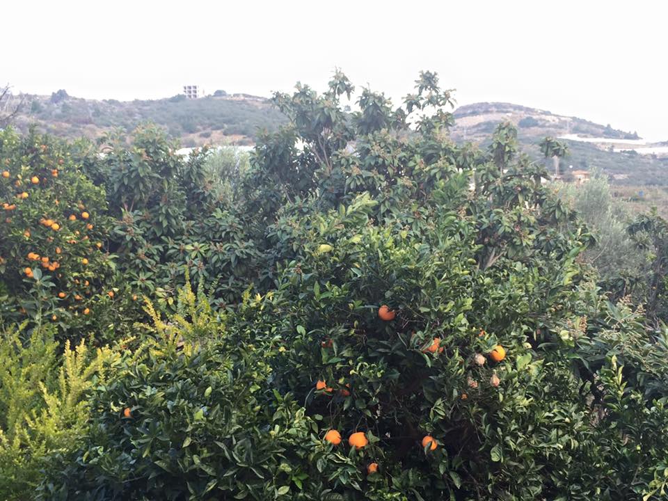 Antalya Alanya Keşefli Köyü Resimleri 12