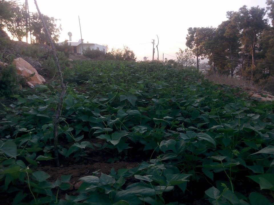 Antalya Alanya Keşefli Köyü Resimleri 13