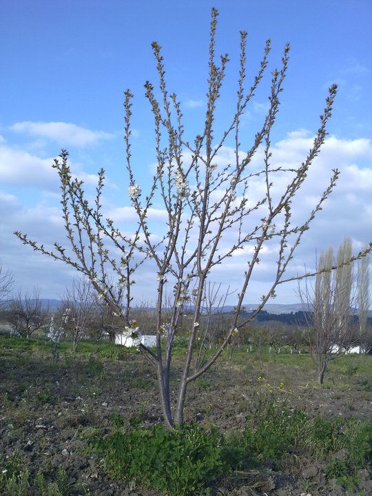 Soma Kızılören Köyü Resimleri 10