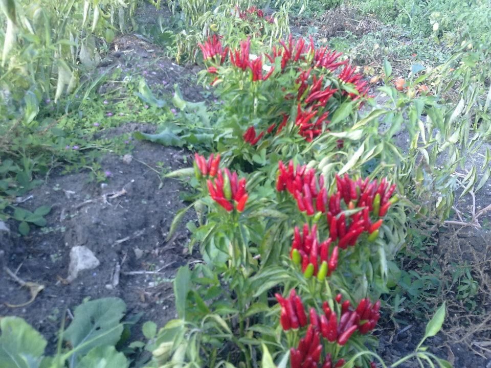 Soma Kızılören Köyü Resimleri 12