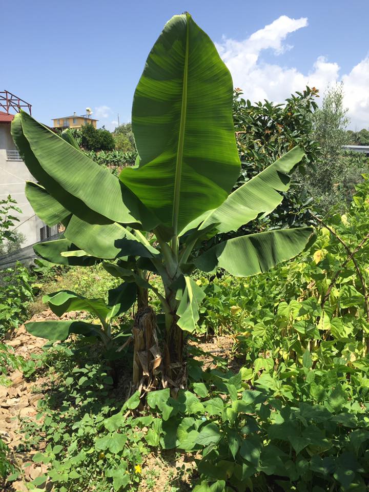 Antalya Alanya Obaalacami Köyü Resimleri 10