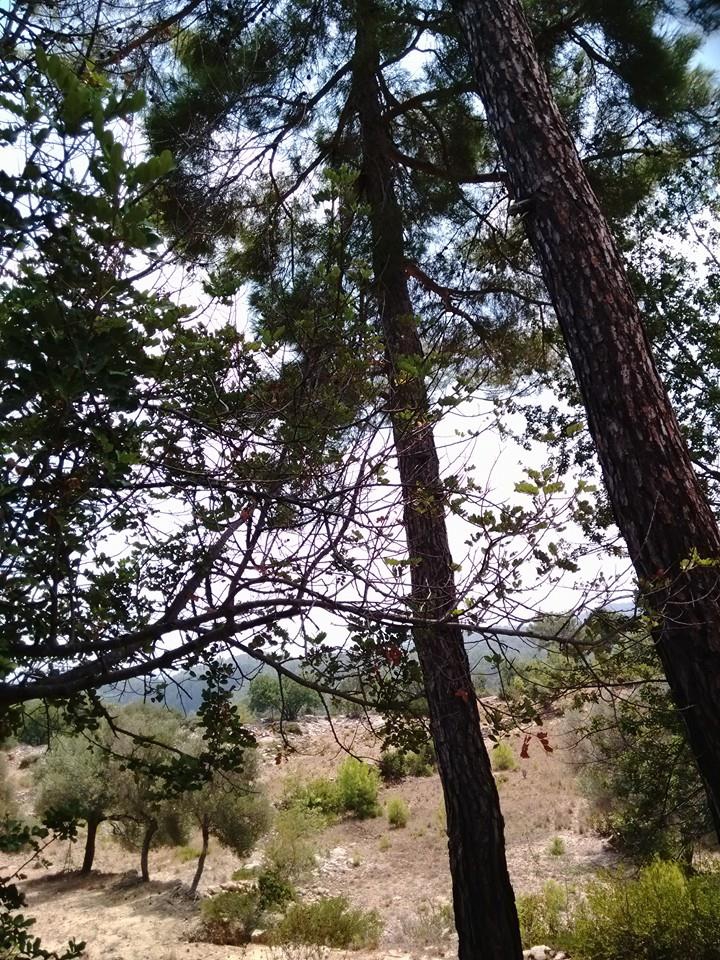 Antalya Alanya Saburlar Köyü Resimleri 8