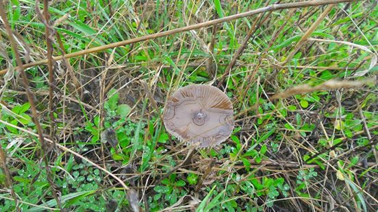 Soma Sevişler Köyü Resimleri 3